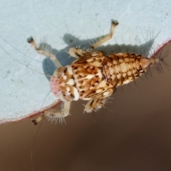 Brunotartessus fulvus (Yellow-headed Leafhopper) at Hughes, ACT - 7 Feb 2024 by LisaH