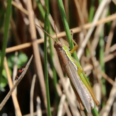 Bermius brachycerus (A grasshopper) at Molonglo River Reserve - 6 Feb 2024 by Trevor