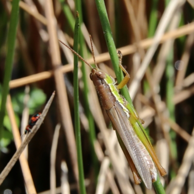 Bermius brachycerus (A grasshopper) at Molonglo River Reserve - 6 Feb 2024 by Trevor