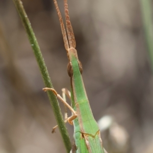 Acrida conica at Red Hill to Yarralumla Creek - 7 Feb 2024