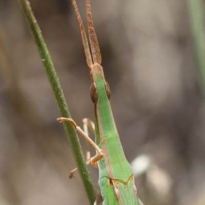 Acrida conica (Giant green slantface) at Red Hill to Yarralumla Creek - 7 Feb 2024 by LisaH