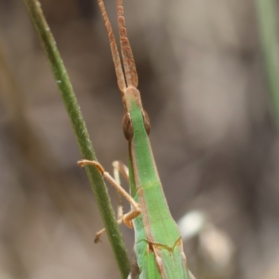 Acrida conica (Giant green slantface) at Hughes, ACT - 7 Feb 2024 by LisaH