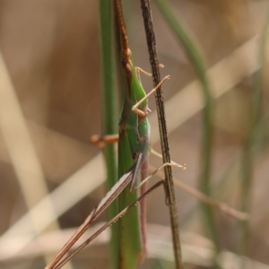 Acrida conica at Red Hill to Yarralumla Creek - 7 Feb 2024