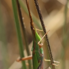 Acrida conica at Red Hill to Yarralumla Creek - 7 Feb 2024