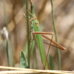 Acrida conica at Red Hill to Yarralumla Creek - 7 Feb 2024