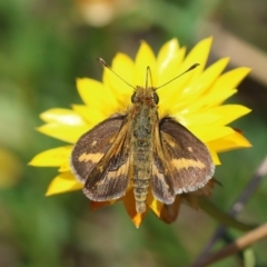 Taractrocera papyria (White-banded Grass-dart) at Hughes, ACT - 7 Feb 2024 by LisaH