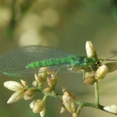 Plesiochrysa ramburi (A Green Lacewing) at Hughes Grassy Woodland - 7 Feb 2024 by LisaH