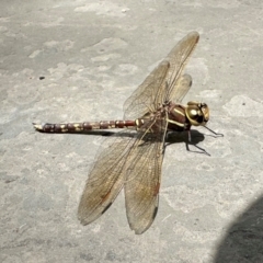 Adversaeschna brevistyla (Blue-spotted Hawker) at Parkes, ACT - 7 Feb 2024 by Pirom