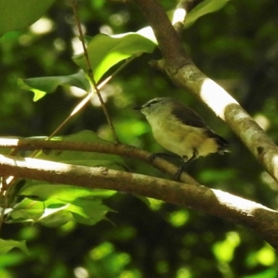 Gerygone mouki (Brown Gerygone) at Macquarie Pass, NSW - 6 Feb 2024 by GlossyGal