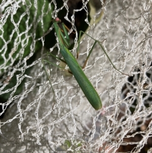 Pseudomantis albofimbriata at Emu Creek Belconnen (ECB) - 7 Feb 2024