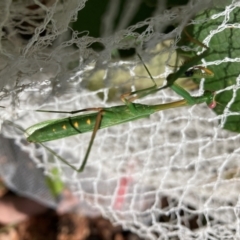 Pseudomantis albofimbriata at Undefined Area - 7 Feb 2024 04:06 PM