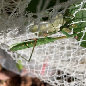 Pseudomantis albofimbriata at Undefined Area - 7 Feb 2024 04:06 PM