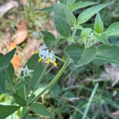 Solanum chenopodioides (Whitetip Nightshade) at Googong, NSW - 7 Feb 2024 by Safarigirl