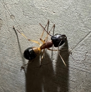 Camponotus consobrinus at Reid, ACT - 6 Feb 2024 08:57 PM