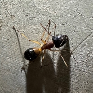 Camponotus consobrinus at Reid, ACT - 6 Feb 2024