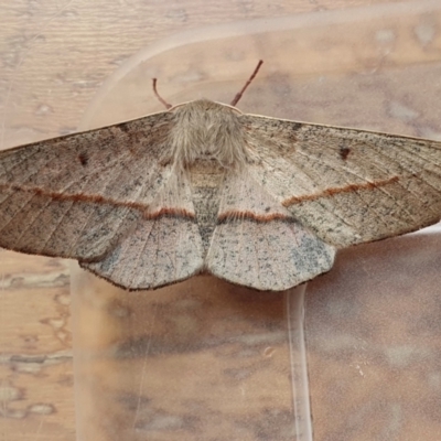 Antictenia punctunculus (A geometer moth) at Yass River, NSW - 6 Feb 2024 by SenexRugosus