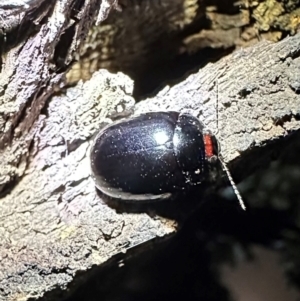 Paropsisterna rufipes at Reid, ACT - 4 Feb 2024