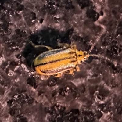 Xanthogaleruca luteola (Elm leaf beetle) at Reid, ACT - 4 Feb 2024 by Pirom