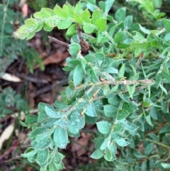 Acacia vestita (Hairy Wattle) at Hall, ACT - 5 Feb 2024 by strigo