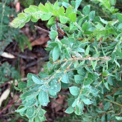 Acacia vestita (Hairy Wattle) at Hall, ACT - 5 Feb 2024 by strigo