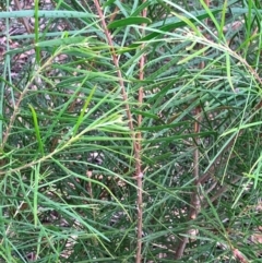 Acacia floribunda (White Sally Wattle, Gossamer Wattle) at Hall, ACT - 5 Feb 2024 by strigo