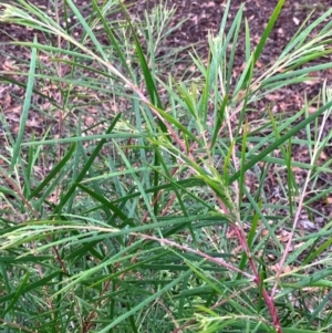 Acacia floribunda at Hall, ACT - 5 Feb 2024