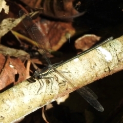 Austroargiolestes icteromelas (Common Flatwing) at Macquarie Pass - 7 Feb 2024 by GlossyGal