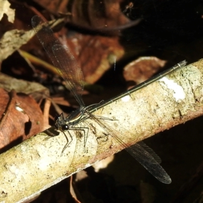 Austroargiolestes icteromelas (Common Flatwing) at Macquarie Pass - 7 Feb 2024 by GlossyGal