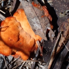 Trametes coccinea (Scarlet Bracket) at Murrumbateman, NSW - 7 Feb 2024 by SimoneC