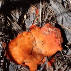 Trametes coccinea at Murrumbateman, NSW - 7 Feb 2024