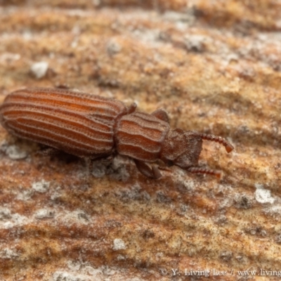 Kershawia rugiceps (A lagriinae beetle) at Acton, ACT - 2 Feb 2024 by living
