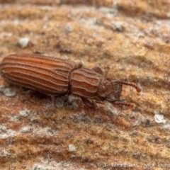 Kershawia rugiceps (A lagriinae beetle) at Acton, ACT - 2 Feb 2024 by living