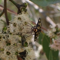 Amata (genus) at Murrumbateman, NSW - 7 Feb 2024