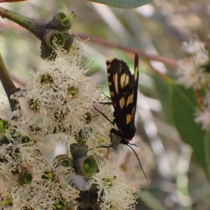 Amata (genus) at Murrumbateman, NSW - 7 Feb 2024