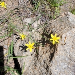Tricoryne elatior (Yellow Rush Lily) at Chapman, ACT - 7 Feb 2024 by psheils