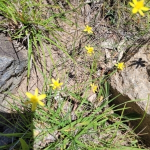 Tricoryne elatior at Cooleman Ridge - 7 Feb 2024