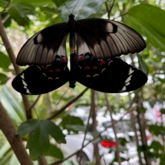 Papilio aegeus (Orchard Swallowtail, Large Citrus Butterfly) at Menangle, NSW - 7 Feb 2024 by Freebird