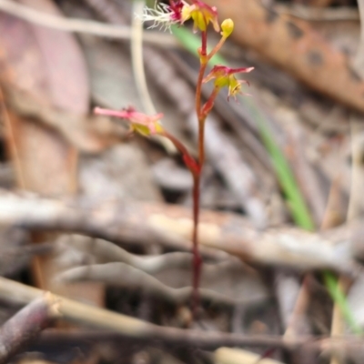 Thynninorchis huntianus (Common Elbow Orchid) at Cotter River, ACT - 7 Feb 2024 by Csteele4