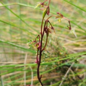 Thynninorchis huntianus at suppressed - 7 Feb 2024