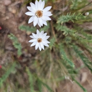 Rhodanthe anthemoides at Namadgi National Park - 7 Feb 2024 06:37 PM