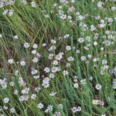 Rhodanthe anthemoides at Namadgi National Park - 7 Feb 2024