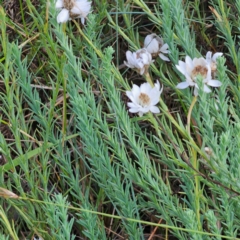 Rhodanthe anthemoides at Namadgi National Park - 7 Feb 2024