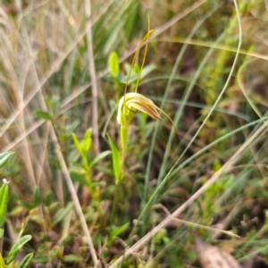 Diplodium decurvum at Namadgi National Park - 7 Feb 2024