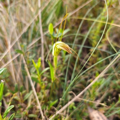 Diplodium decurvum (Summer greenhood) at Cotter River, ACT - 7 Feb 2024 by Csteele4