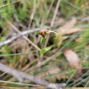 Diplodium decurvum at Namadgi National Park - 7 Feb 2024