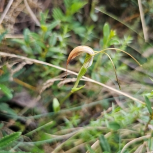 Diplodium decurvum at Namadgi National Park - 7 Feb 2024