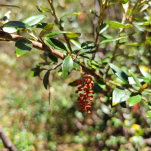 Grevillea diminuta at Namadgi National Park - 7 Feb 2024