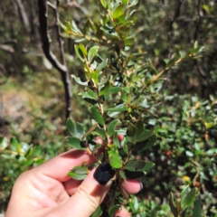 Grevillea diminuta at Namadgi National Park - 7 Feb 2024 02:19 PM