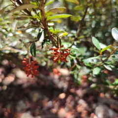 Grevillea diminuta at Namadgi National Park - 7 Feb 2024 02:19 PM