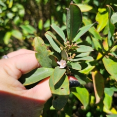 Philotheca myoporoides subsp. myoporoides (Long-leaf Waxflower) at Namadgi National Park - 7 Feb 2024 by Csteele4